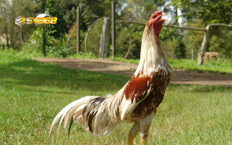 Gà Shamo chiến kê huyền thoại từ Nhật Bản chinh phục đá gà Việt