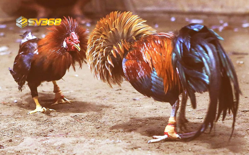 Cách xem đá gà trực tiếp SV368 nảy lửa, chinh phục tín đồ mê gà chọi