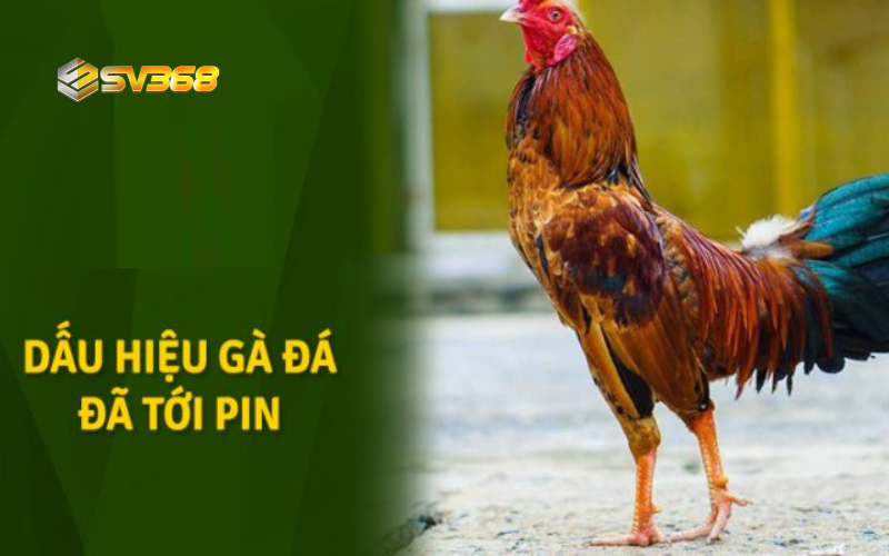 Dấu hiệu gà đá tới pin SV368