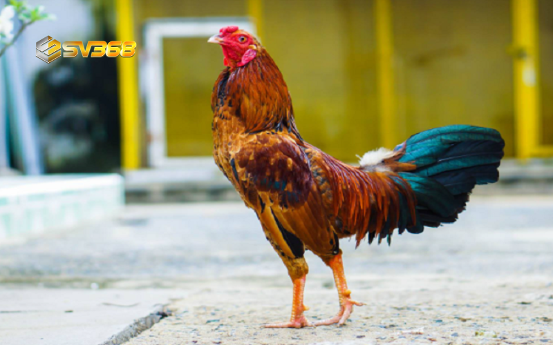 Dấu hiệu nhận biết gà đá hay SV368