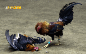 +3 kinh nghiệm chọn gà đá cựa sắt lâu năm, chuẩn xác