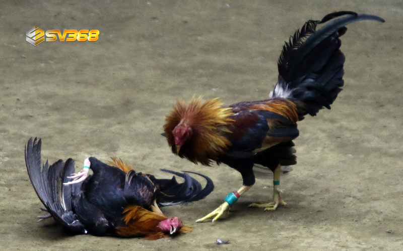 +3 kinh nghiệm chọn gà đá cựa sắt lâu năm, chuẩn xác