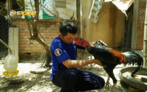 Cách chăm sóc gà chọi sau đá SV368, hồi phục nhanh