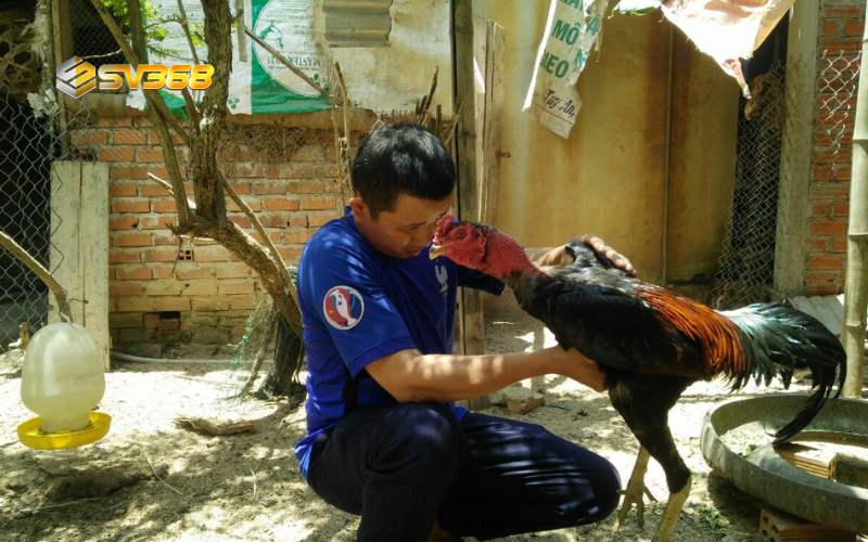 Cách chăm sóc gà chọi sau đá SV368, hồi phục nhanh