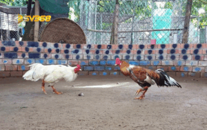 Luật chơi đá gà miền Bắc SV368