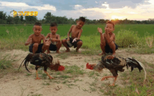 Cách vào tiền đá gà theo ngày (1)
