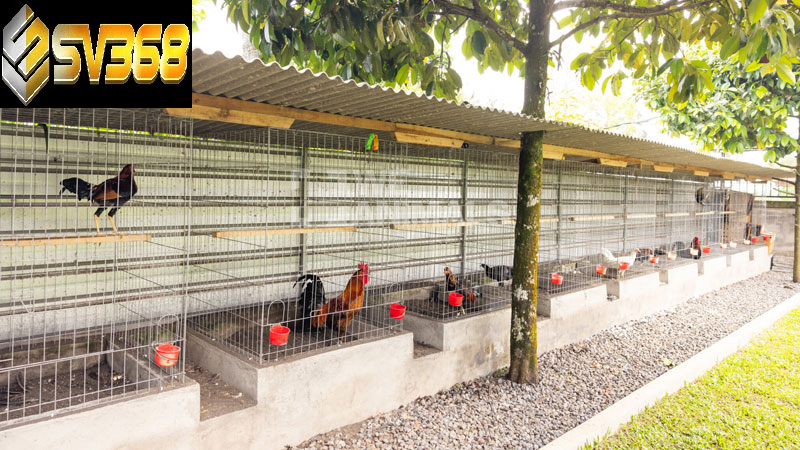 Làm chuồng cho gà đá, tạo chiến kê đỉnh cao 1 Đầu tư làm chuồng cho gà đá