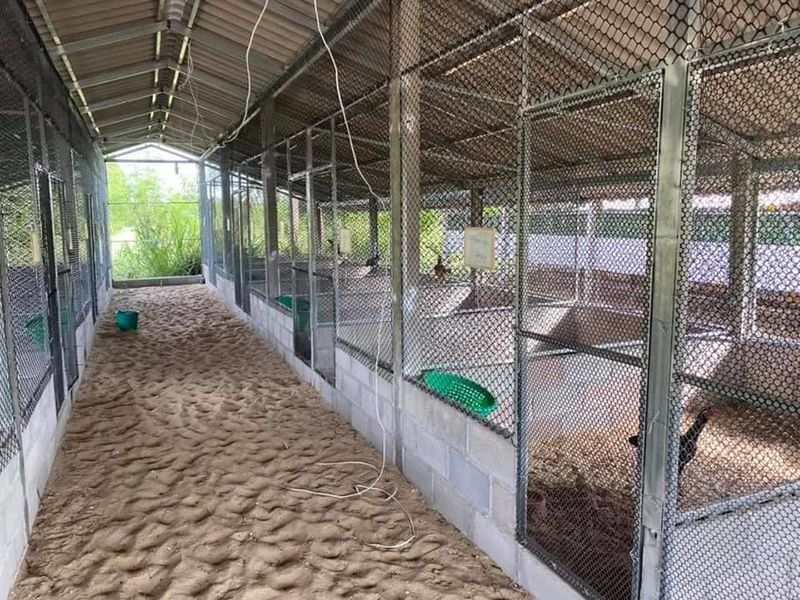 Làm chuồng cho gà đá, tạo chiến kê đỉnh cao 3 Hướng dẫn cách làm chuồng cho gà đá