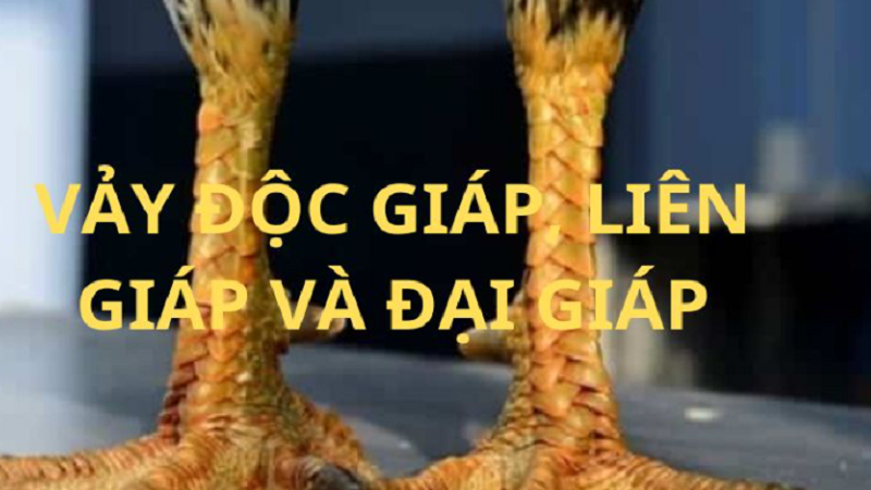 Gà thần kê SV368 sức mạnh huyền thoại của chiến kê 2 Đặc điểm nhận biết gà thần kê chiến kê bất bại trong truyền thuyết