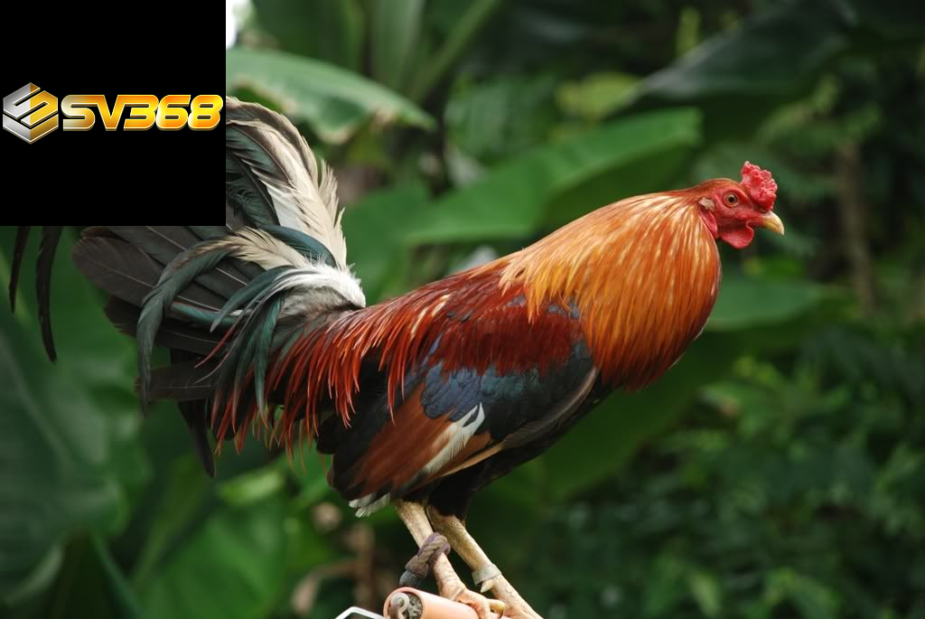 Dáng đi, thế đứng – Nhìn là biết gà chiến hay gà thường