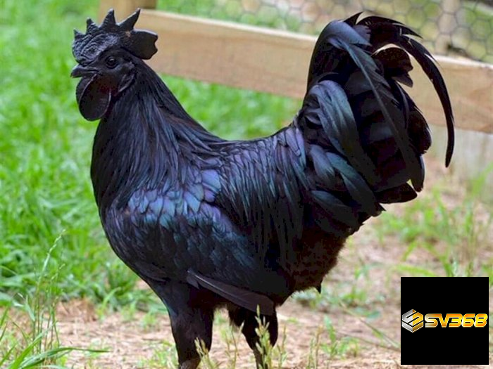Dòng giống cũng quyết định gà đá hay