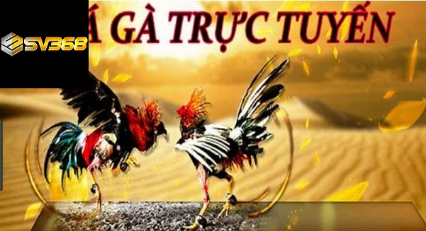 +5 Cách xem đá gà trực tuyến SV368 không giật lag 1 Cách xem đá gà trực tuyến không bị giật