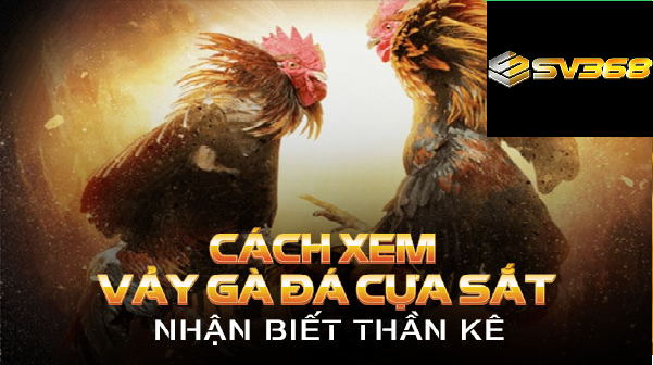 +5 Cách xem đá gà trực tuyến SV368 không giật lag 3 Hướng dẫn cách xem đá gà trực tuyến không bị giật