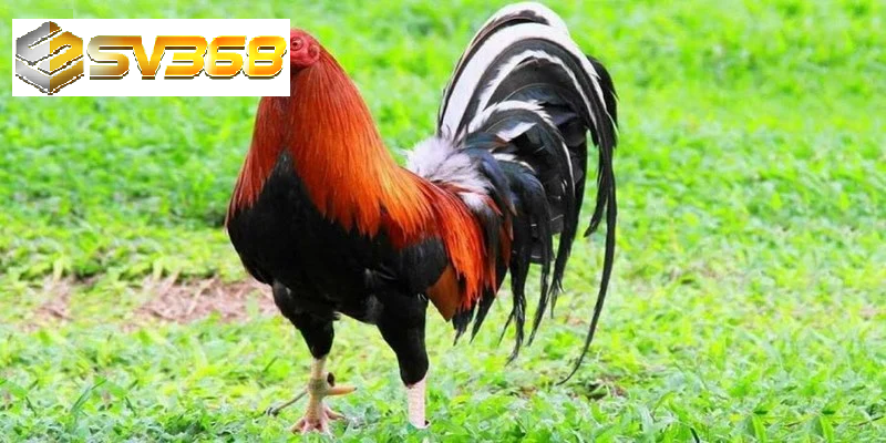 Tìm hiểu về gà Kelso