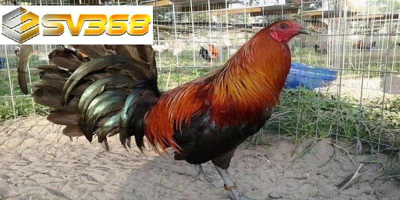 Gà Kelso tính cách và khả năng chiến đấu