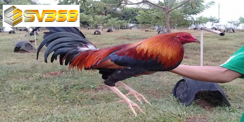 Gà Kelso sự kết hợp giữa sức mạnh và trí tuệ