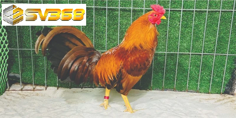Một vài kinh nghiệm nuôi dạy gà Kelso