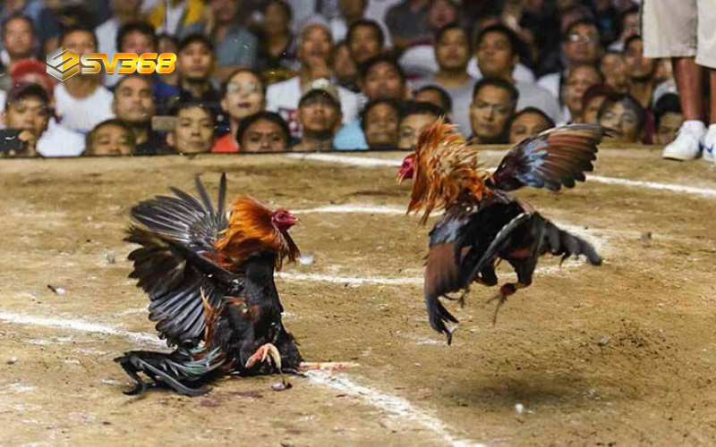 Tổng hợp luật đá gà SV368, quy tắc thi đấu các trường gà lớn