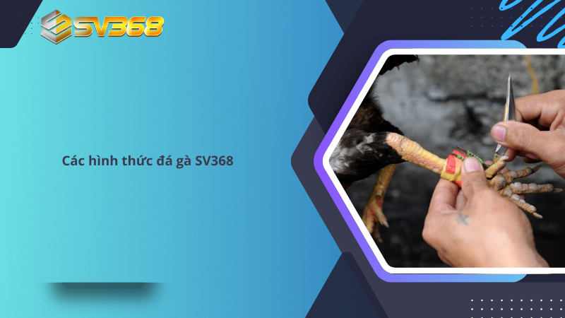 Các hình thức đá gà SV368