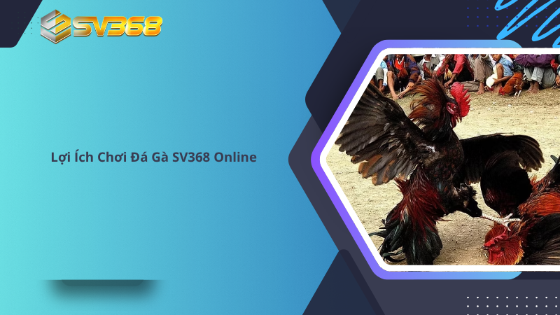 Đá Gà SV368 Sân Chơi Đẳng Cấp Uy Tín 24 Lợi Ích Chơi Đá Gà SV368 Online