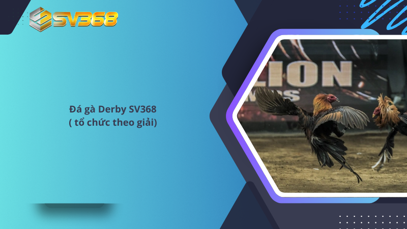 Đá gà Derby SV368  ( tổ chức theo giải)