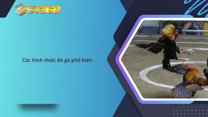 Đá Gà SV368 Sân Chơi Đẳng Cấp Uy Tín 22 Các hình thức đá gà phổ biến