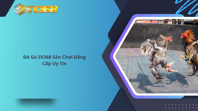 Đá Gà SV368 Sân Chơi Đẳng Cấp Uy Tín 21 Đá Gà SV368 Sân Chơi Đẳng Cấp Uy Tín